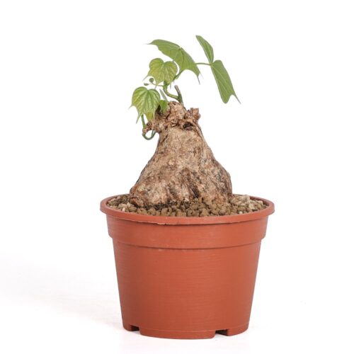 Sterculia colorata Ø 16