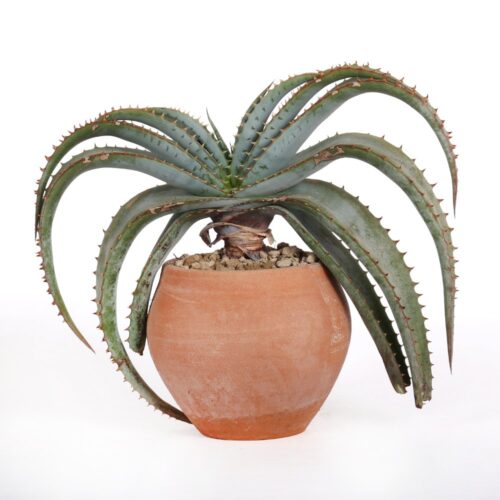 Aloe suprafoliata Ø 14 cm