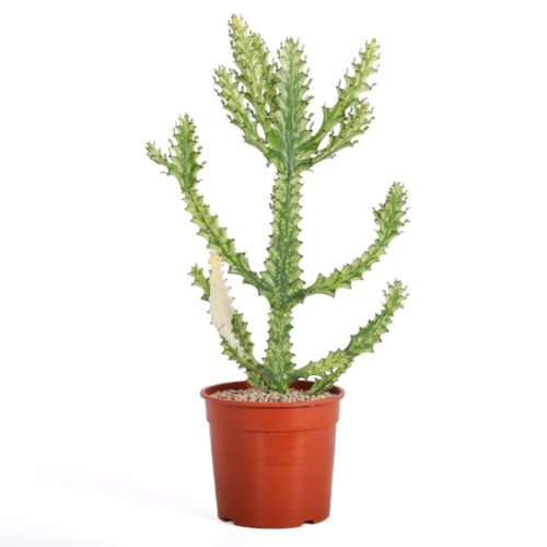 Euphorbia trigona ‘Mint cream’ Ø 18 cm