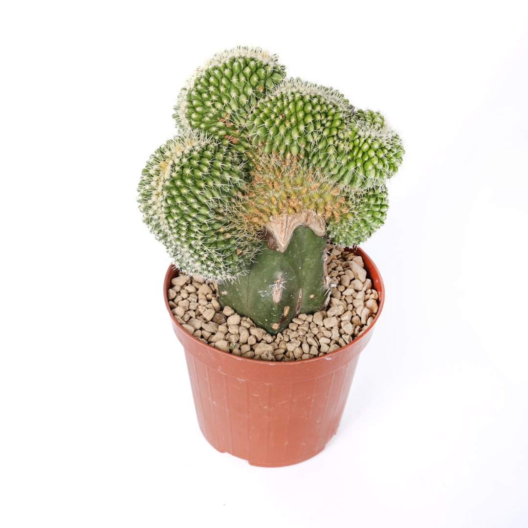 Echinocactus grusonii setispinus crestato Ø 12 cm - immagine 2