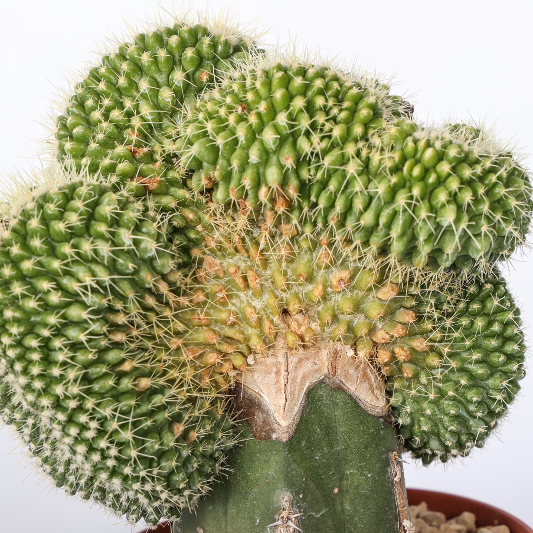 Echinocactus grusonii setispinus crestato Ø 12 cm - immagine 3