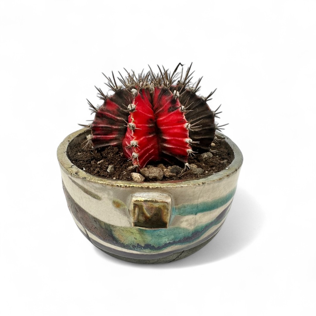 Gymnocalycium mihanovichii 'Hibotan Nishiki'