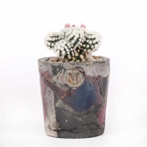 Mammillaria gracilis cv. Oruga