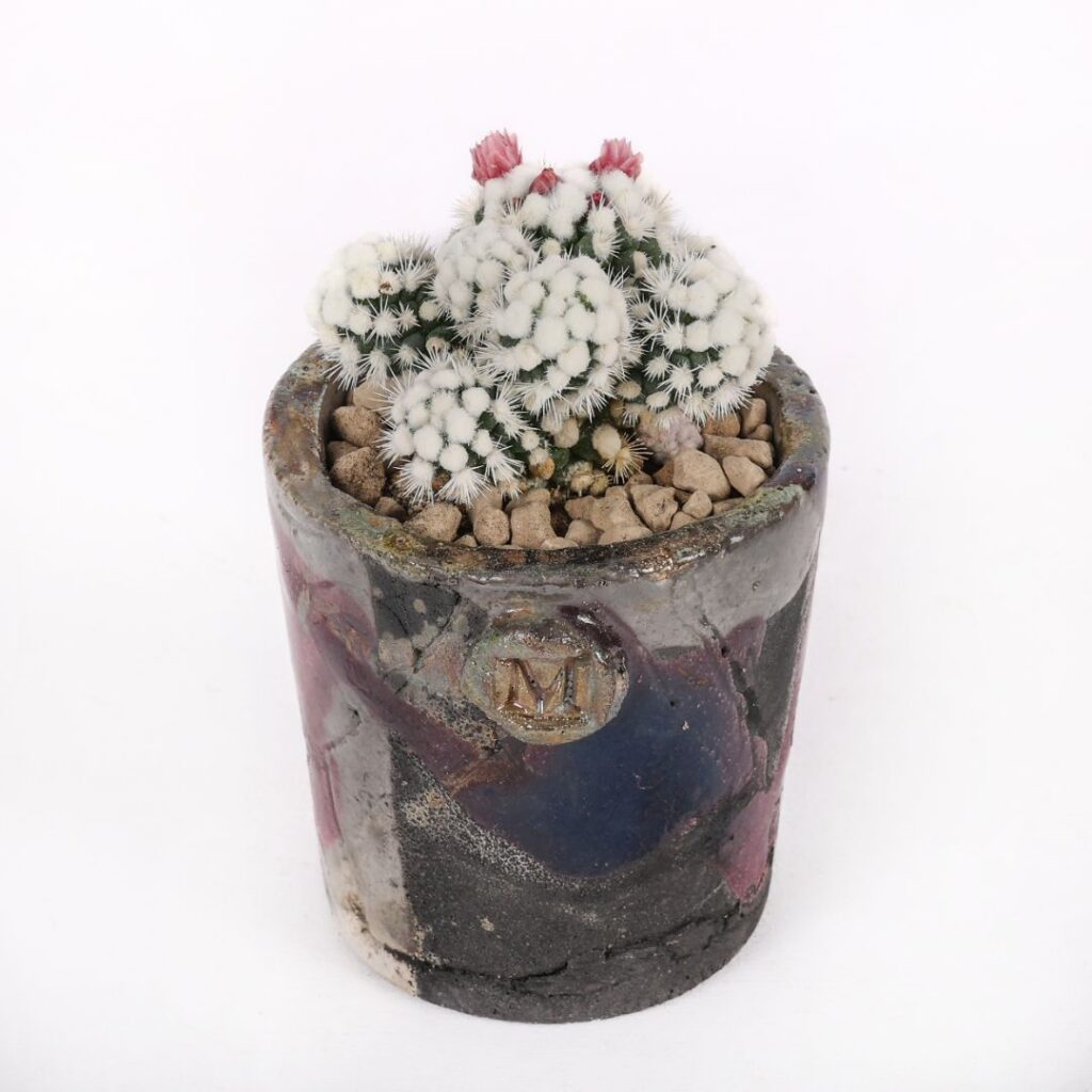 Mammillaria gracilis cv. Oruga