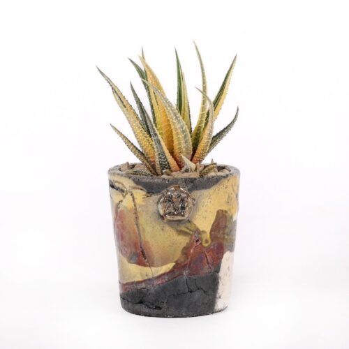 Haworthia attenuata radula variegata