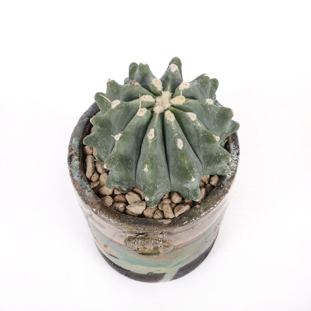 Ferocactus glaucescens inermis
