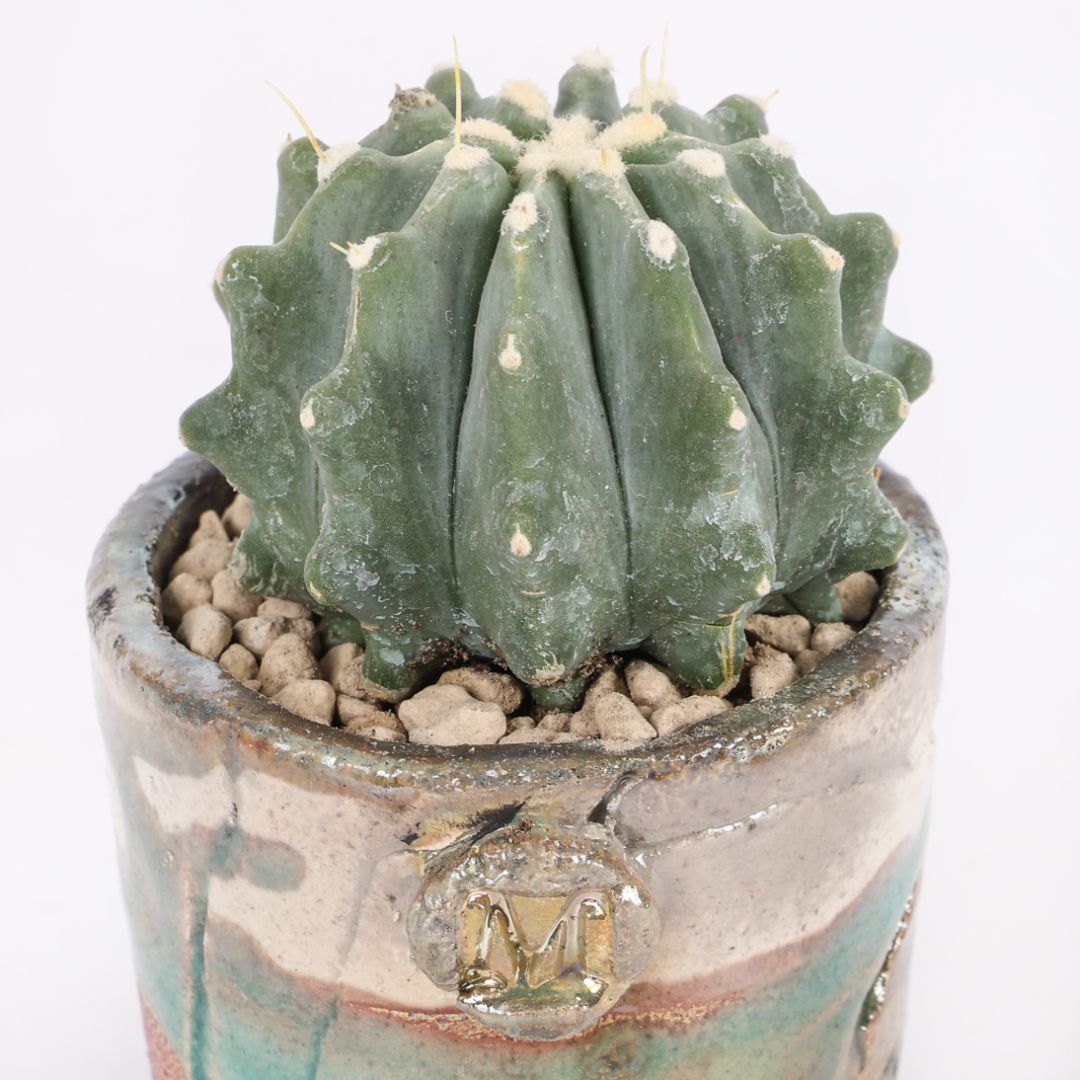 Ferocactus glaucescens inermis