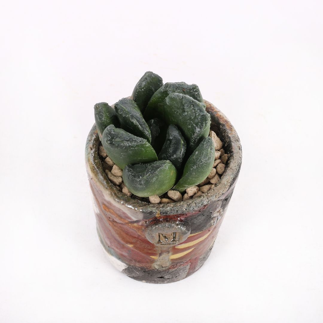 Haworthia truncata x maughanii