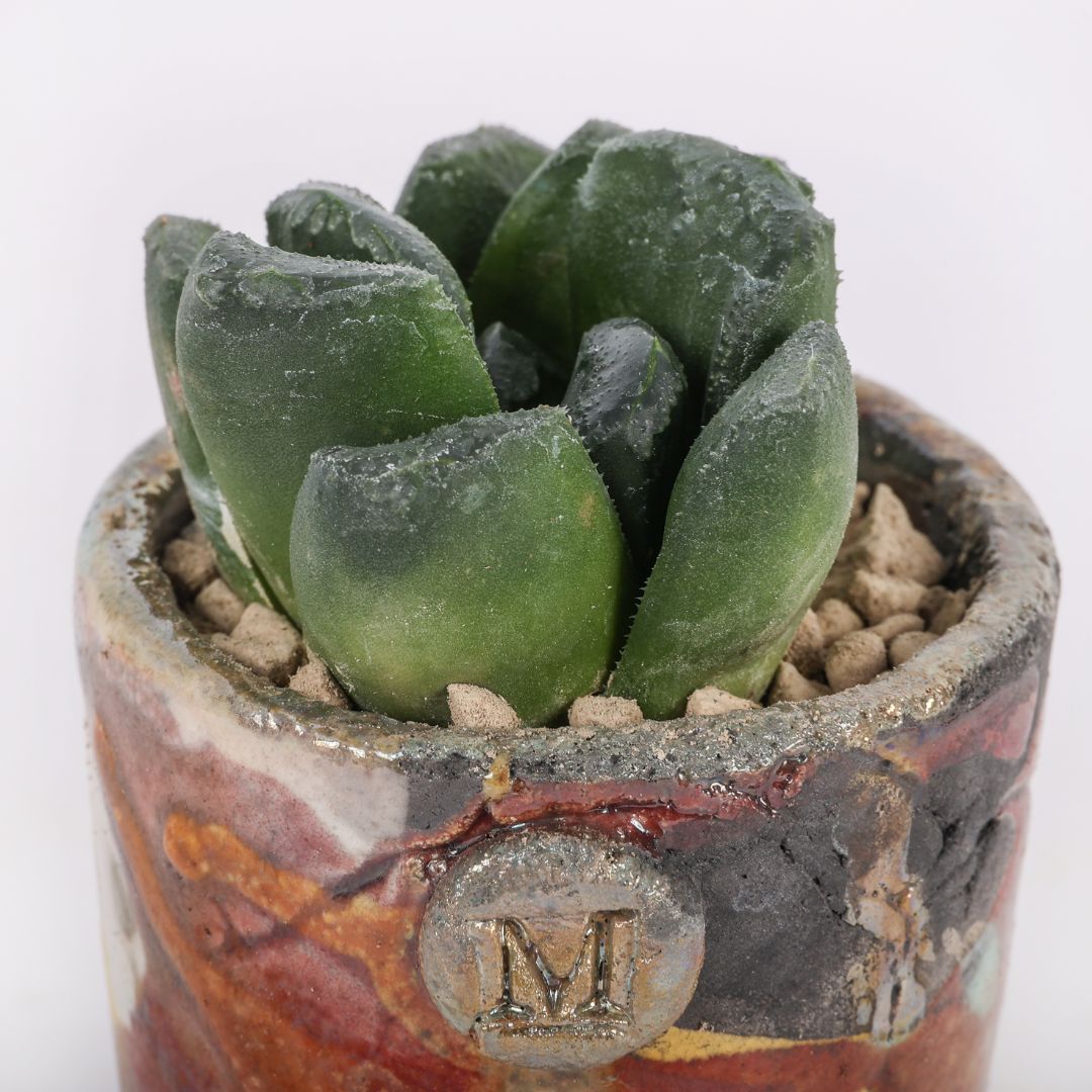 Haworthia truncata x maughanii
