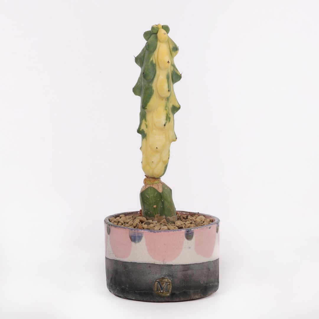 Myrtillocactus fukurokuryuzinboku variegato