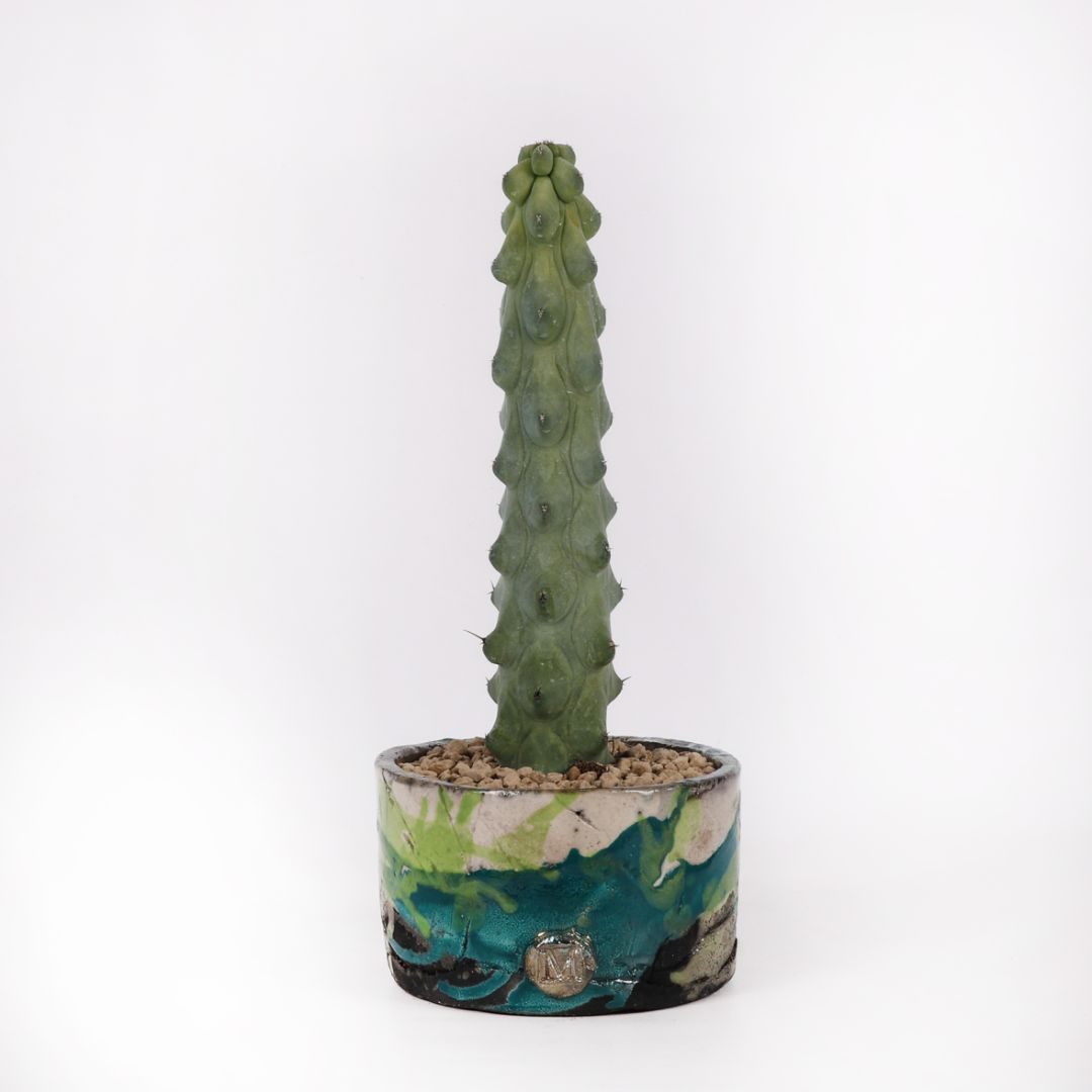 Myrtillocactus geometrizans cv. Fukurokuryuzinboku