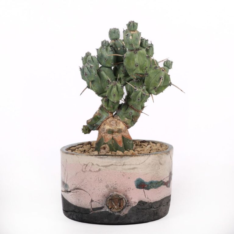 Myrtillocactus geometrizans 'Stacker' Raku
