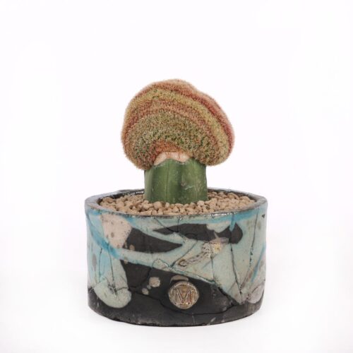 Echinocereus rigidissimus rubrispinus crestato
