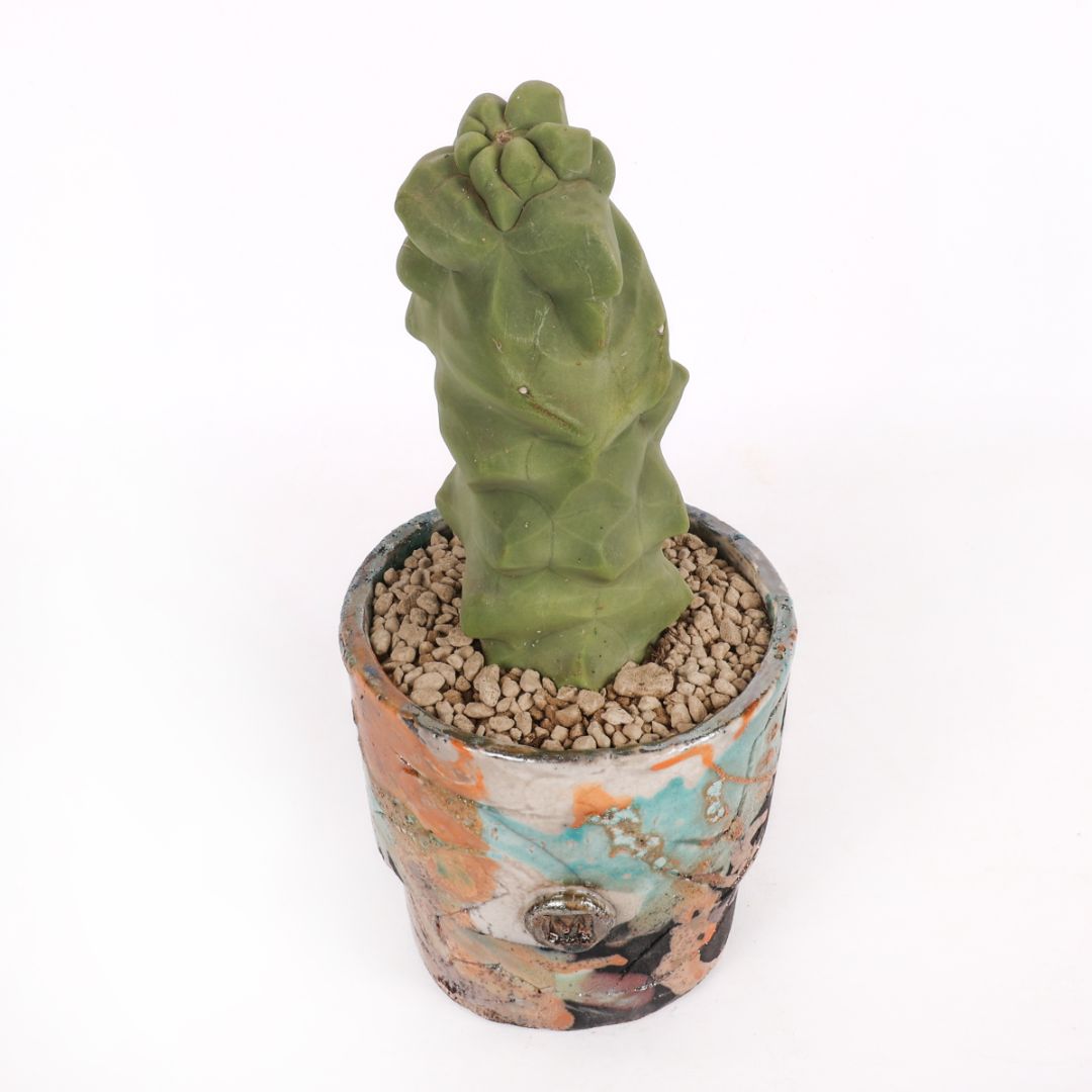 Lophocereus schotti mostruoso