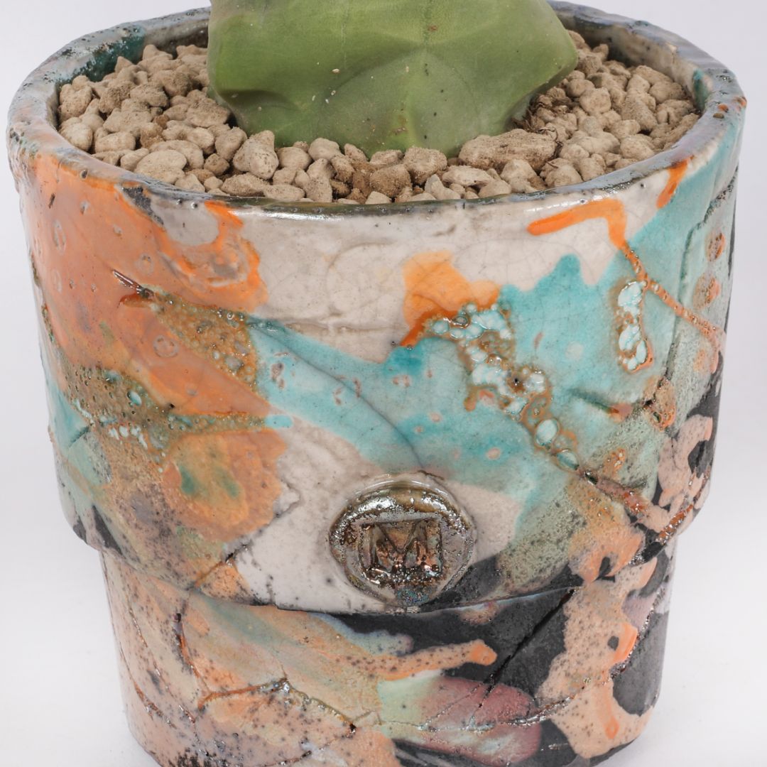 Lophocereus schotti mostruoso
