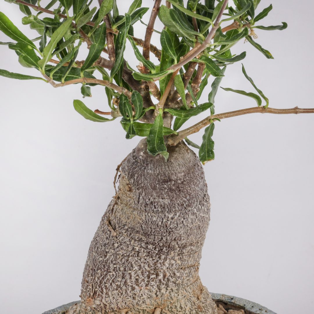 Fockea edulis