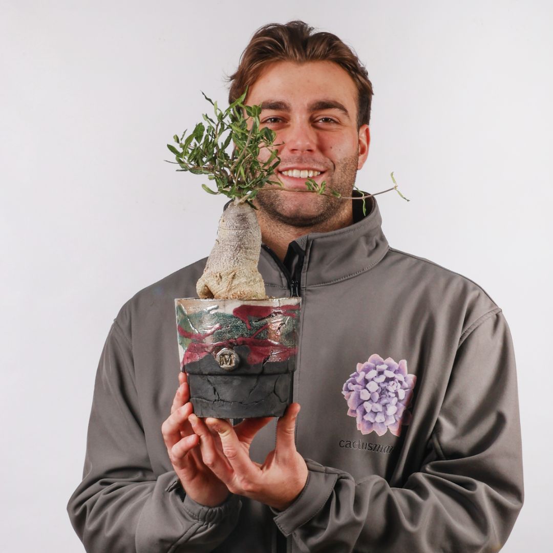 Fockea edulis