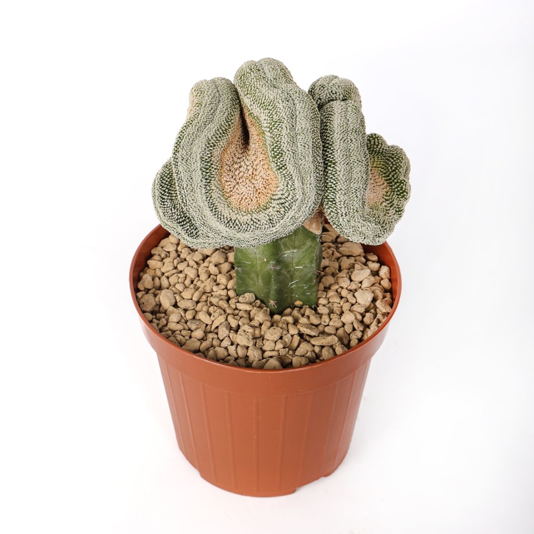 Mammillaria pectinifera crestata Ø 12 cm - immagine 2
