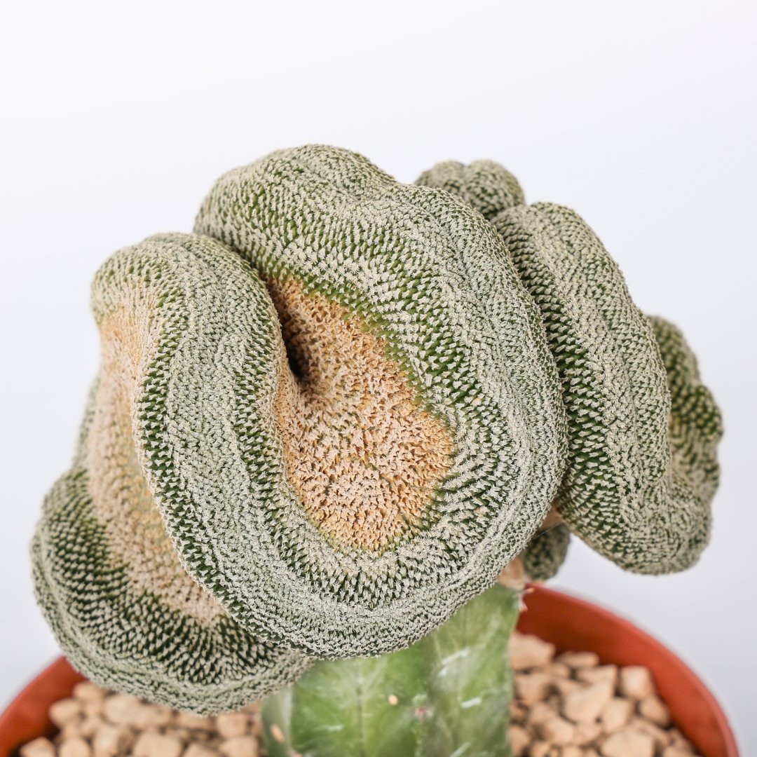 Mammillaria pectinifera crestata Ø 12 cm - immagine 3