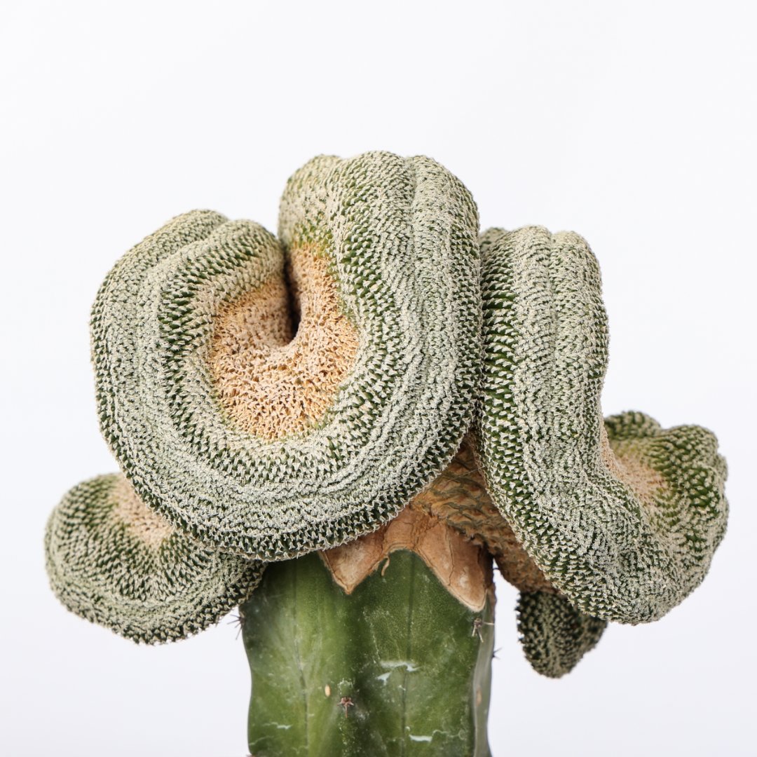Mammillaria pectinifera crestata Ø 12 cm - immagine 4
