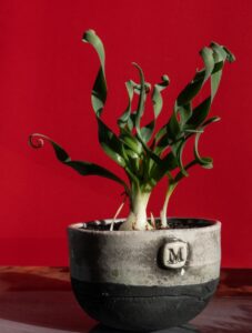 Albuca concordiana vaso Raku