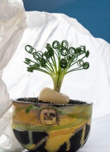 Albuca spiralis vaso Raku Albuca spiralis vaso Raku