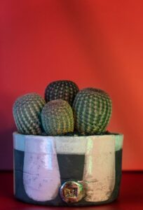 Echinocereus rigidissimus rubrispinus vaso Raku