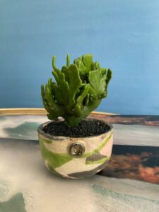 Euphorbia leucodendron crestata vaso Raku Euphorbia leucodendron crestata vaso Raku