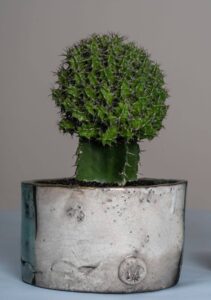 Euphorbia mitriformis vaso Raku Euphorbia mitriformis vaso Raku
