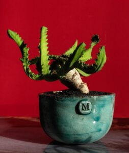 Euphorbia stellata vaso Raku