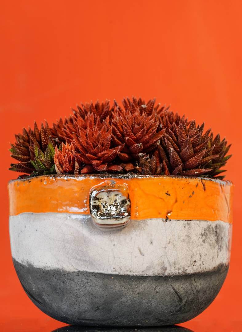 Haworthia kraussii vaso Raku