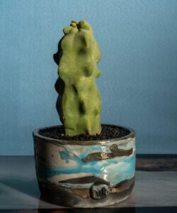 Lophocereus schottii major vaso Raku