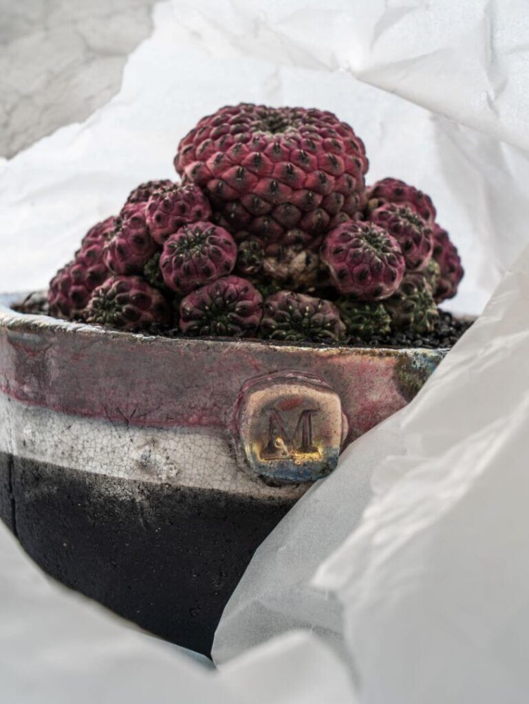Sulcorebutia rauschii vaso Raku Sulcorebutia rauschii vaso Raku