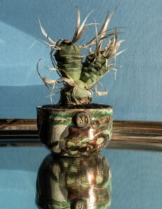 Tephrocactus articulatus papyracantha vaso Raku