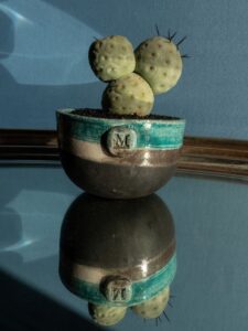 Tephrocactus geometricus vaso Raku