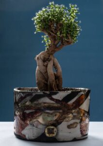 Trichodiadema bulbosum vaso Raku Trichodiadema bulbosum vaso Raku