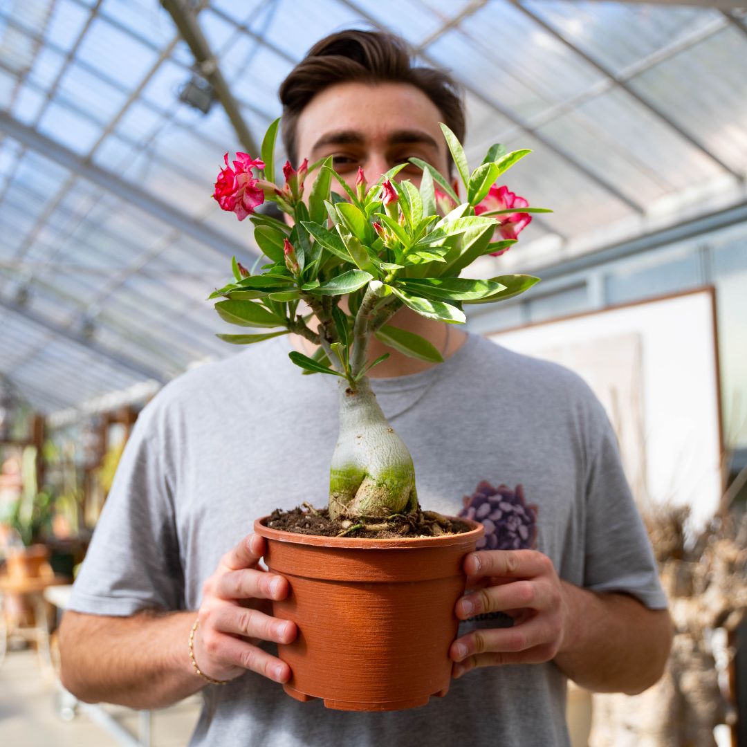 Adenium obesum Ø 18 cm 741F Adenium obesum Ø 18 cm 741F