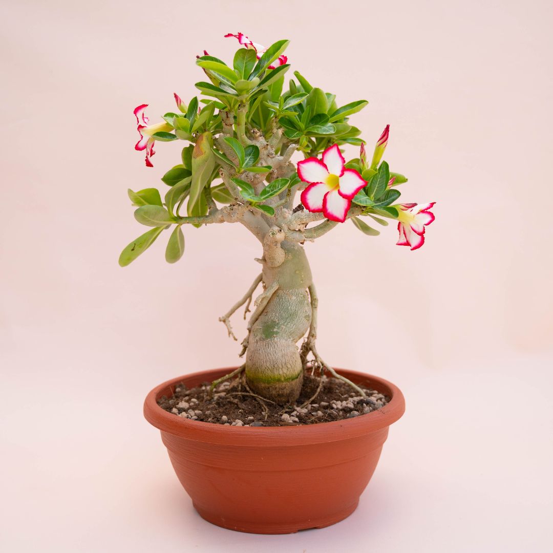 Adenium obesum Ø 25 cm 739F Adenium obesum Ø 25 cm 739F