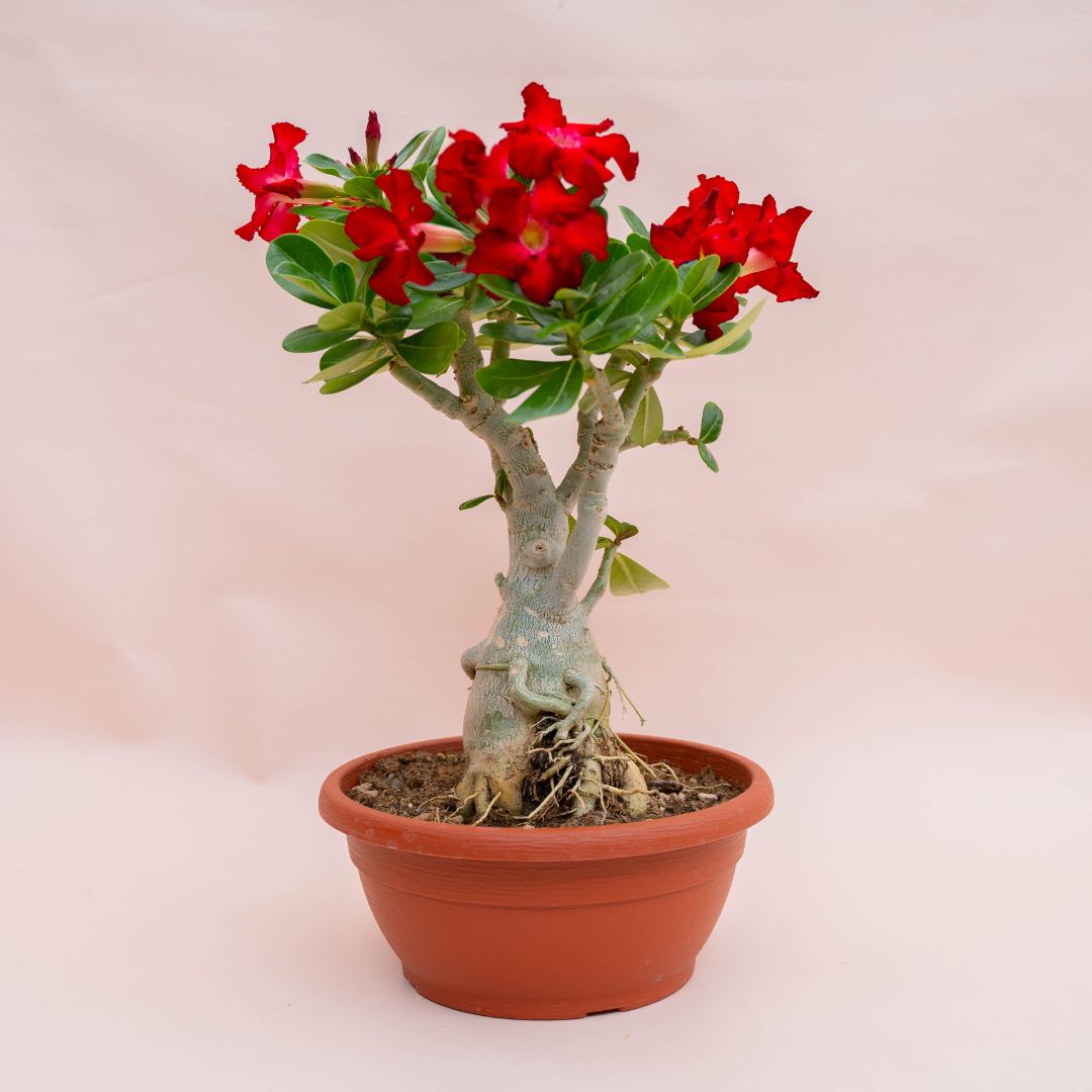 Adenium obesum Ø 25 cm 757F Adenium obesum Ø 25 cm 757F