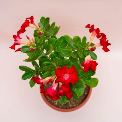 Adenium obesum Ø 25 cm 757F