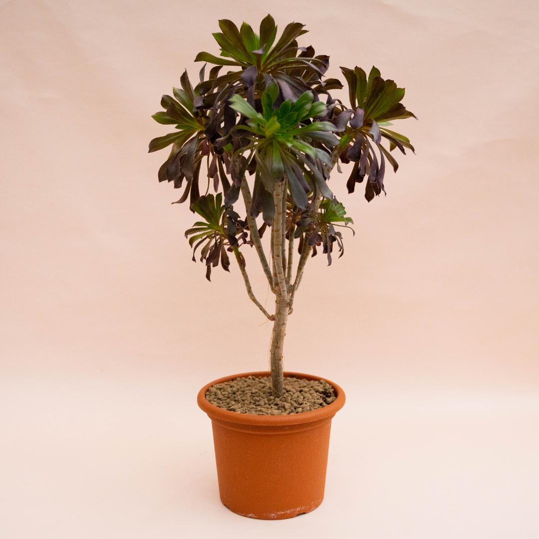 Aeonium Arboreum Atropurpureum Ø 18 cm Aeonium Arboreum Atropurpureum Ø 18 cm