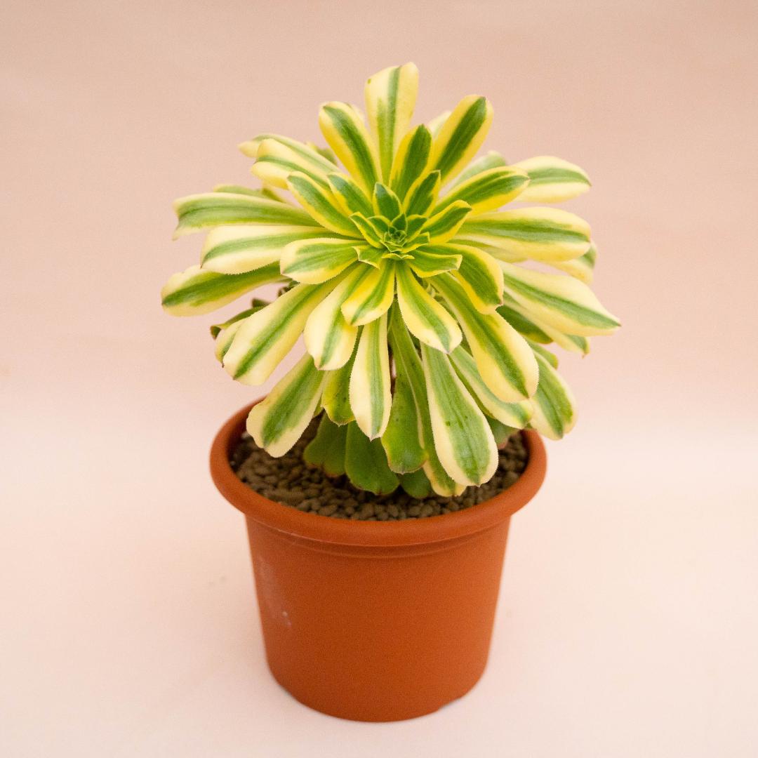 Aeonium Arboreum Luteovariegatum Ø 18 cm Aeonium Arboreum Luteovariegatum Ø 18 cm