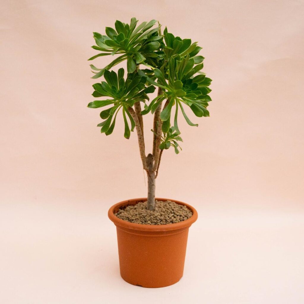 Aeonium Canariense Ø 18 cm