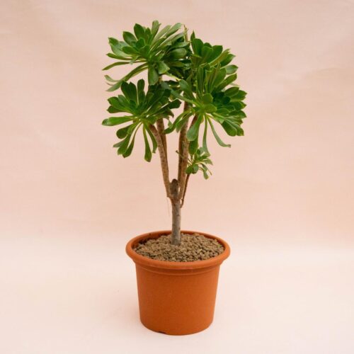 Aeonium Canariense Ø 18 cm