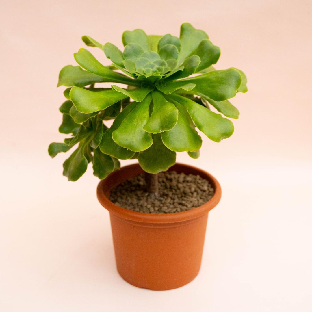 Aeonium Cuneatum Ø 18 cm
