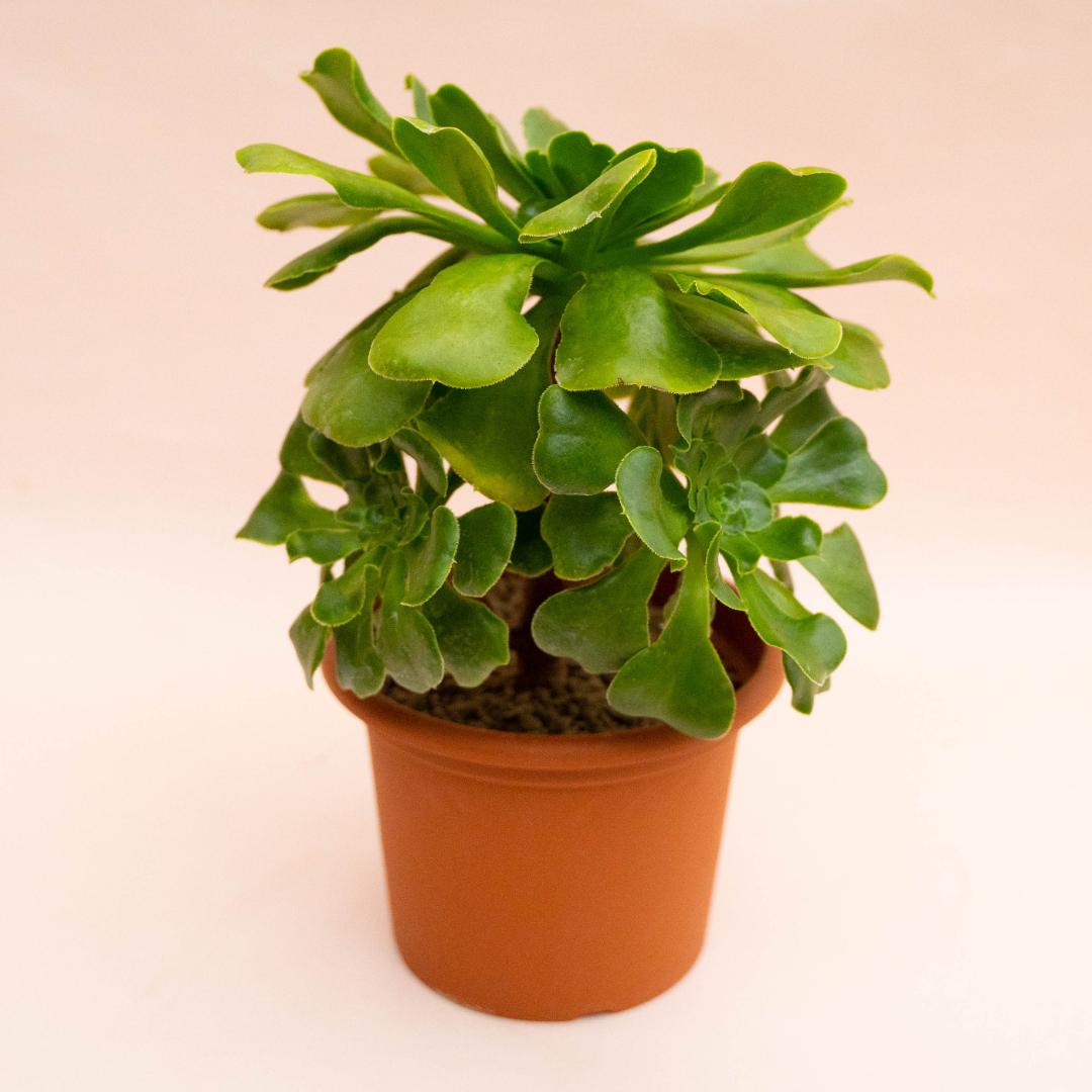 Aeonium Cuneatum Ø 18 cm