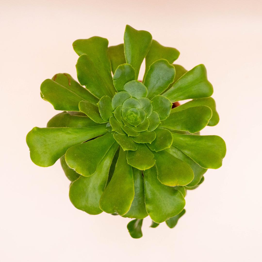 Aeonium Cuneatum Ø 18 cm