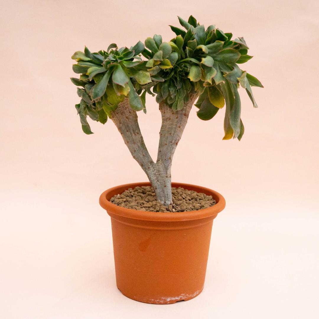 Aeonium Decorum crestato Ø 18 cm