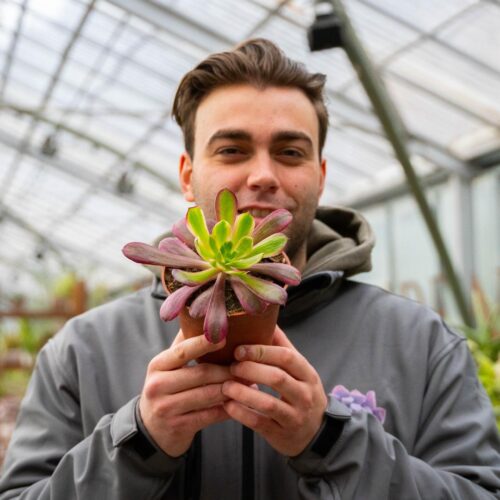 Aeonium Eden Ø 13 cm