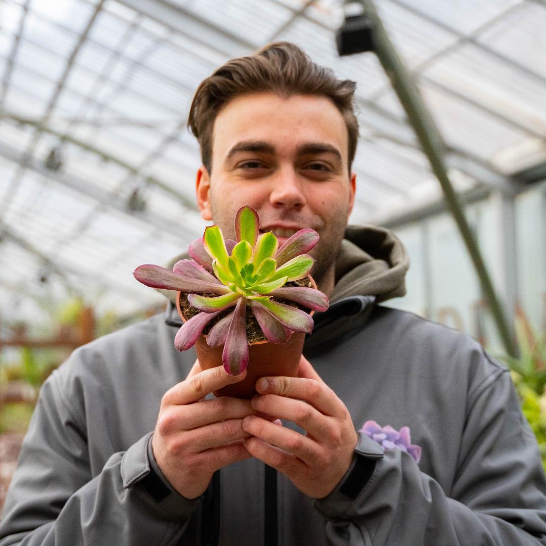 Aeonium Eden Ø 13 cm